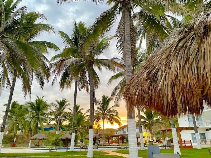 tall palm trees in Mayto Mexico