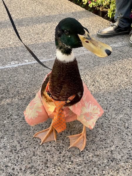 Duck in a necktie and shirt in the Zona Romantica in Puerto Vallarta